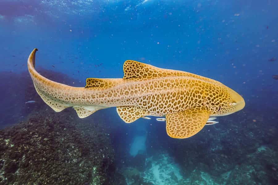 Brunswick Heads: Snorkelling in Byron Bay - What the small group changes