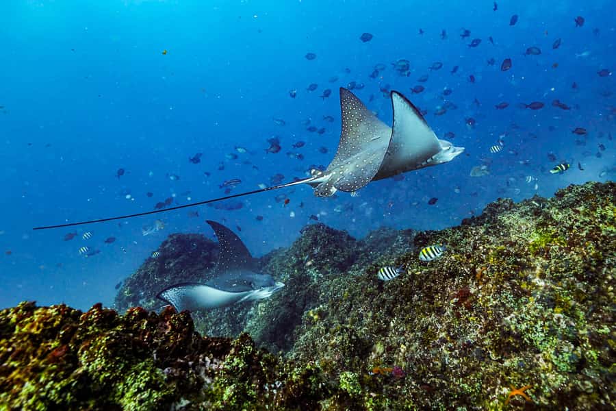 Brunswick Heads: Snorkelling in Byron Bay - Getting ready for the snorkel