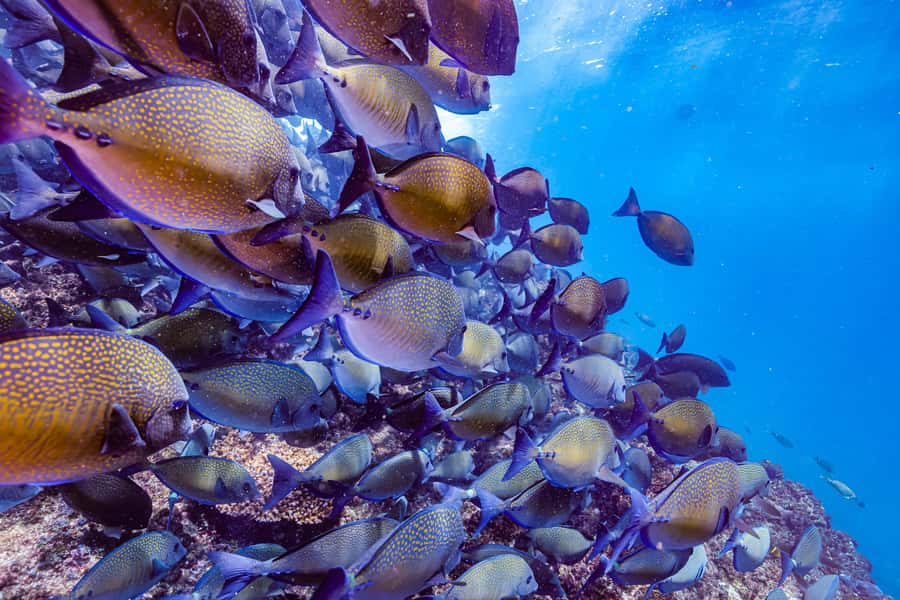 Brunswick Heads: Snorkelling in Byron Bay - In the water at Julian Rocks