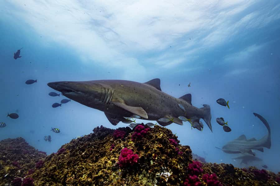 Brunswick Heads: Snorkelling in Byron Bay - Photos, wildlife rules, and the feel of the day