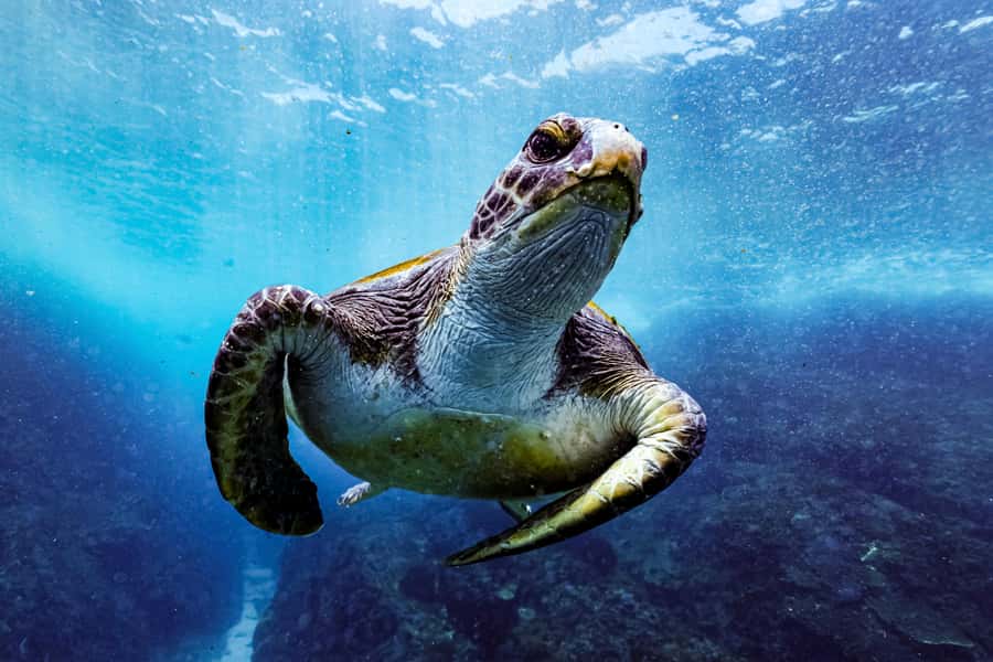 Brunswick Heads: Snorkelling in Byron Bay - Leaving Brunswick Heads aboard Apollo 2