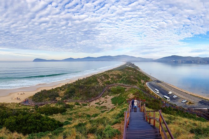 Bruny Island Food, Sightseeing, Guided Lighthouse Tour & Lunch - Morning tea with oysters, cheese, and warm bread