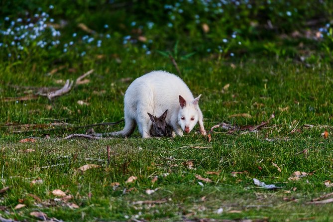 Bruny Island Traveller - Gourmet Tasting and Sightseeing Day Trip from Hobart - Tastings that make the food focus worthwhile