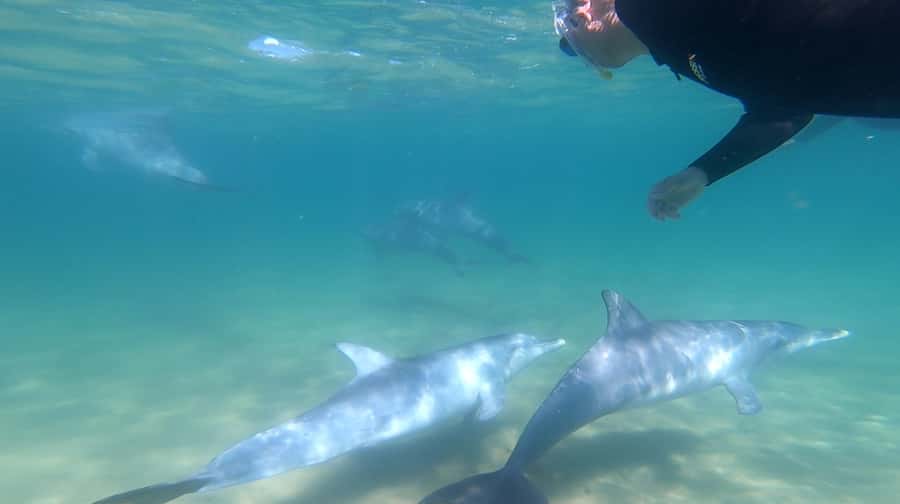 Bunbury: Swim with Dolphins Tour - Key points to know before you book