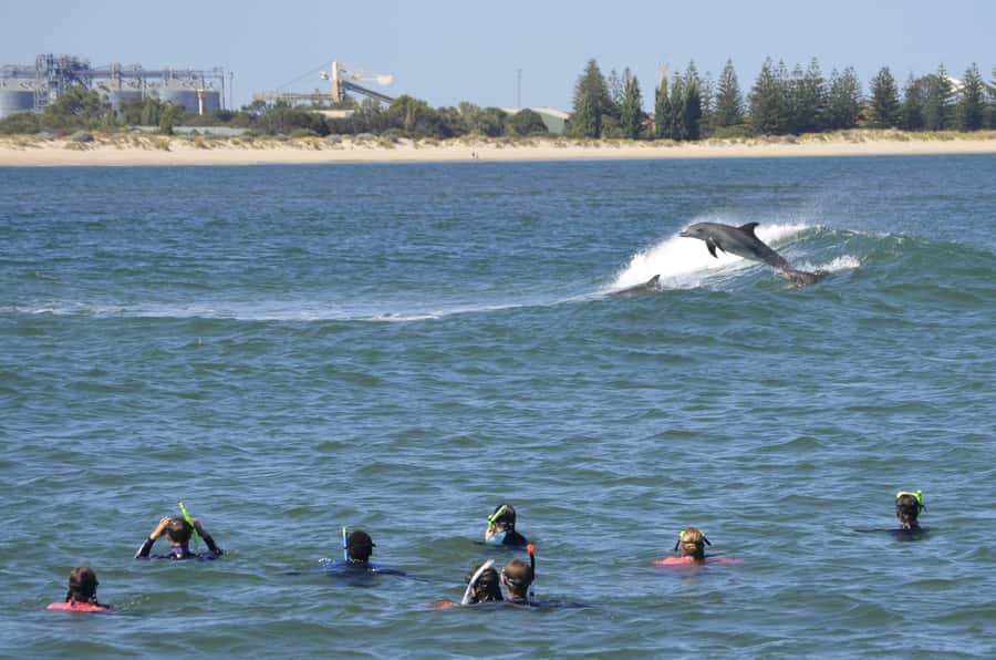 Bunbury: Swim with Dolphins Tour - Meeting the dolphins at Koombana Bay