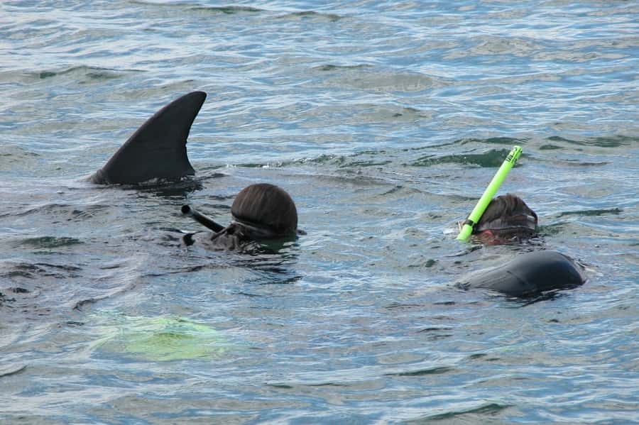 Bunbury: Swim with Dolphins Tour - Why the guides matter in the water