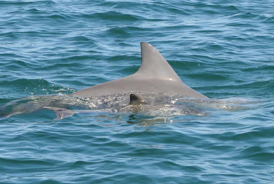 Bunbury: Swim with Dolphins Tour - Wild behavior means no fixed script