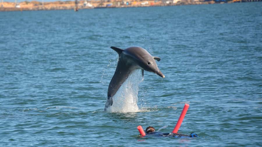 Bunbury: Swim with Dolphins Tour - What to bring and what the centre provides