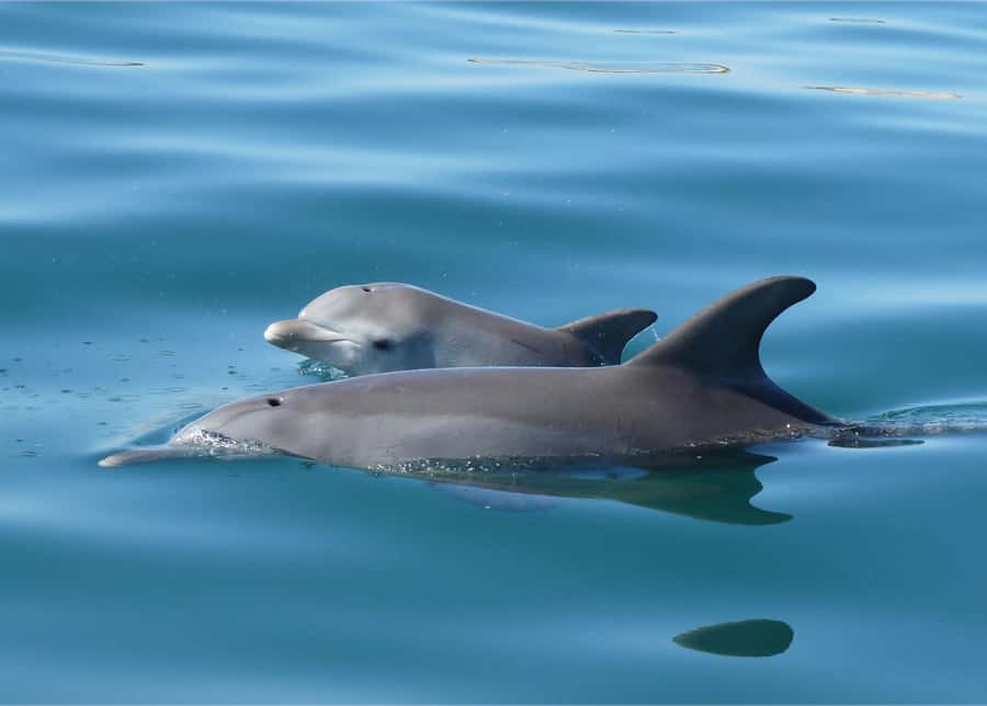 Bunbury: Swim with Dolphins Tour - Who will enjoy this most?