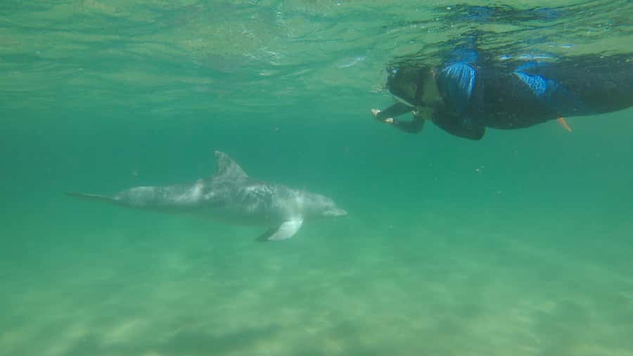 Bunbury: Swim with Dolphins Tour - Practical booking advice for Bunbury