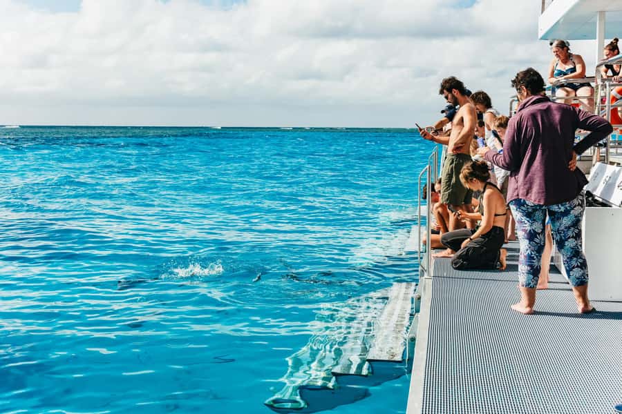 Bundaberg: Lady Musgrave Island and Great Barrier Reef Tour - Who will enjoy this day most