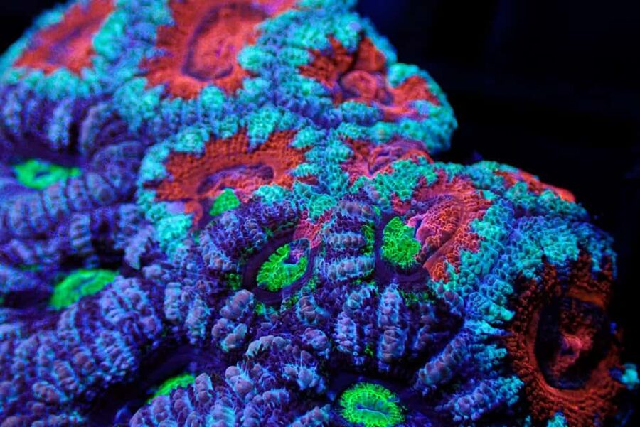 Bundaberg: Monsoon Aquatics Coral Farm Guided Tour - Ending with clownfish and marine species