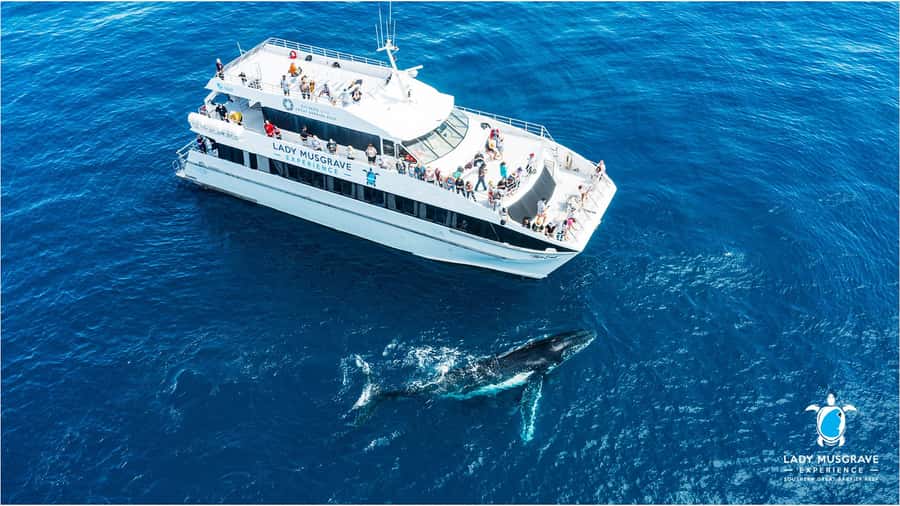 Bundaberg: Whale Watching Sightseeing Cruise with Lunch - Why Bundaberg is called the humpback highway