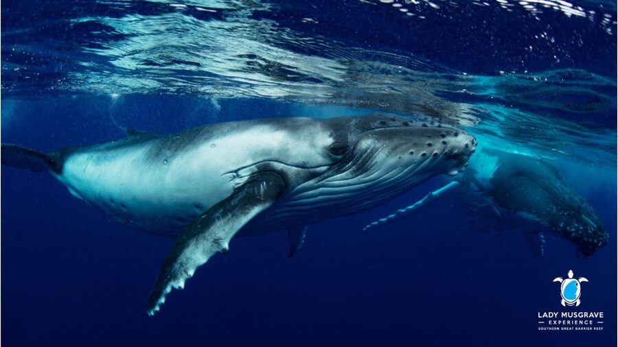 Bundaberg: Whale Watching Sightseeing Cruise with Lunch - Finding the best view from the upper and foredecks