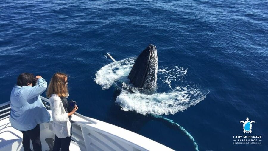 Bundaberg: Whale Watching Sightseeing Cruise with Lunch - Should you book the Bundaberg whale cruise?