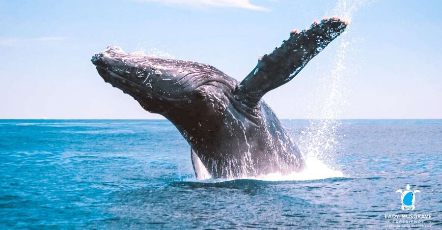 Bundaberg: Whale Watching Sightseeing Cruise with Lunch - Four hours of open-water searching
