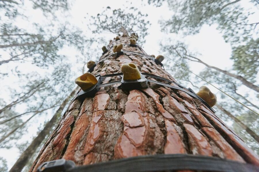 Busselton: Forest Adventure with Zip Lining and Rope Course - When weather changes the plan