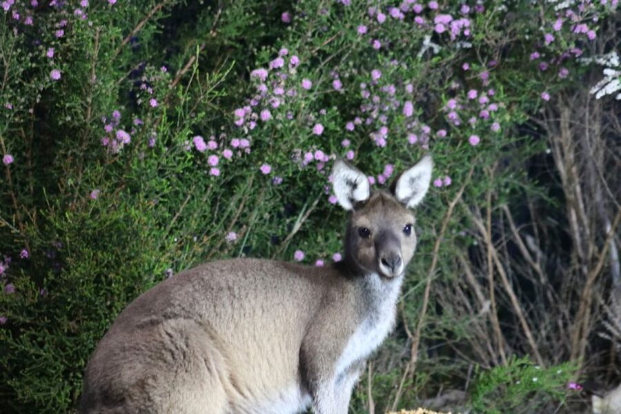 Busselton: Nocturnal Animal Tour - Setting out from Busselton or Dunsborough before sunset