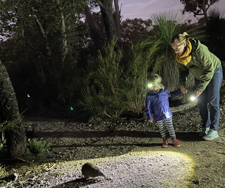 Busselton: Nocturnal Animal Tour - Waiting for quendas, possums and kangaroos