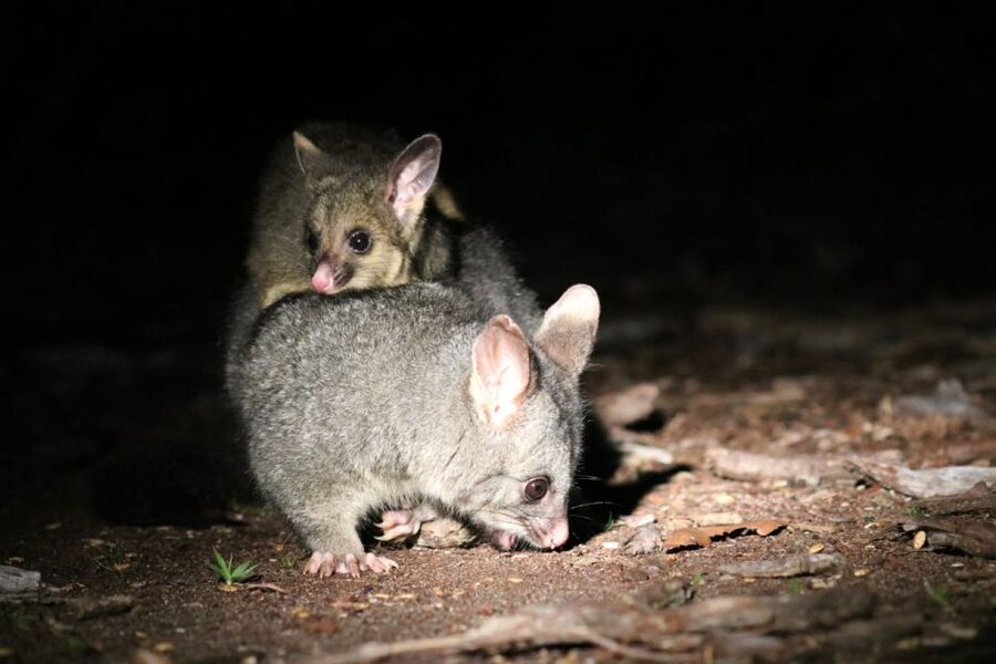 Busselton: Nocturnal Animal Tour - Billy tea, biscuits and a taste of bush culture