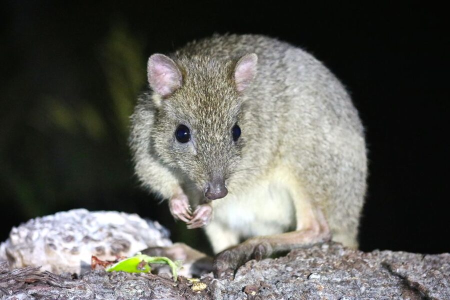 Busselton: Nocturnal Animal Tour - How the $56 price works for couples and families