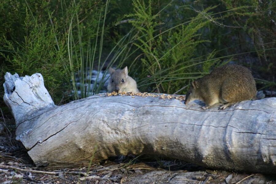 Busselton: Nocturnal Animal Tour - What to wear and what to expect from the weather