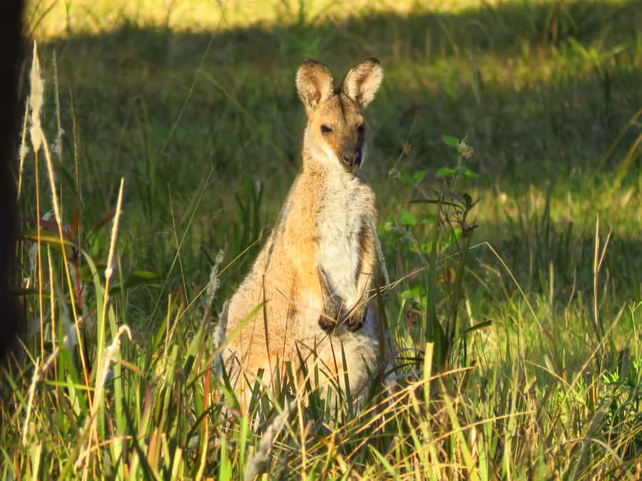 Byron Bay: Full-Day Wildlife Safari - Why this Byron Bay safari feels different