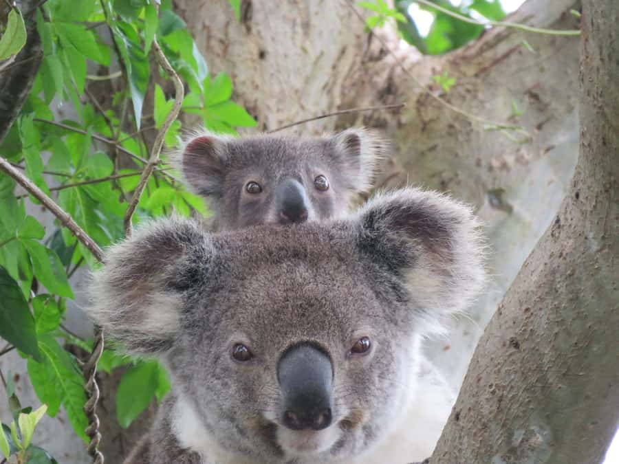 Byron Bay: Full-Day Wildlife Safari - Rainforest wildlife beyond koalas