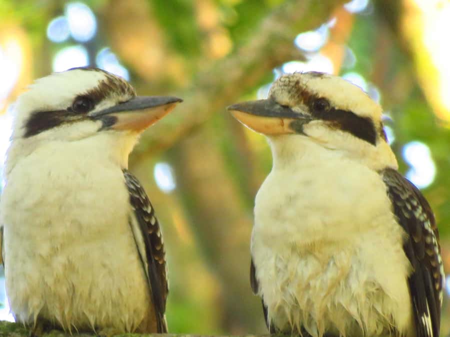 Byron Bay: Full-Day Wildlife Safari - Grassland and the kangaroo mob