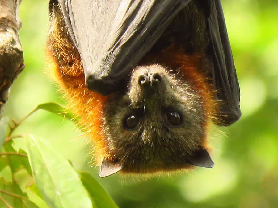 Byron Bay: Full-Day Wildlife Safari - Flying foxes and the day’s unexpected sights