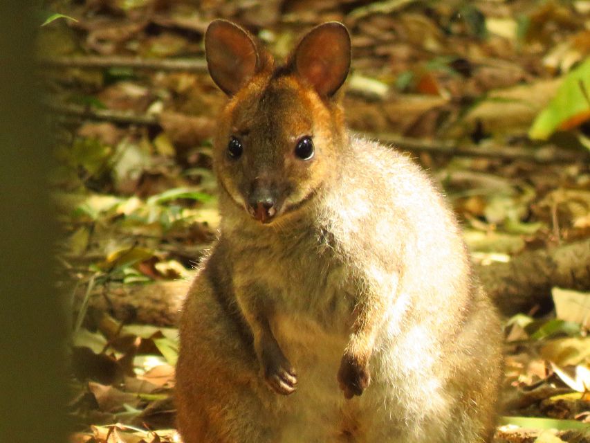 Byron Bay: Full-Day Wildlife Safari - What the guides add to the day