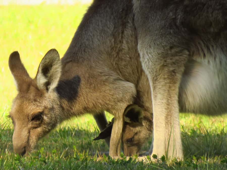 Byron Bay: Full-Day Wildlife Safari - Eucalyptus forest and the search for koalas