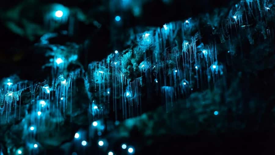Byron Bay: Glowworms, Waterfalls & Rainforest Experience - Key points to know before you book