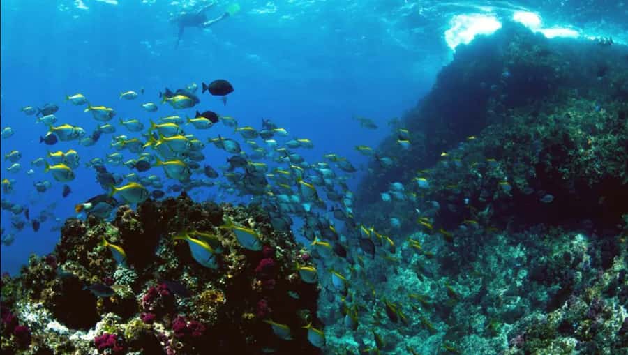 Byron Bay: Nguthungulli Julian Rocks Snorkeling Tour - Key points to know before you book