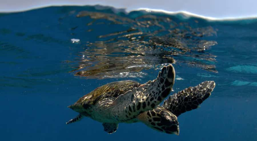 Byron Bay: Nguthungulli Julian Rocks Snorkeling Tour - Why Julian Rocks is such a special snorkel site