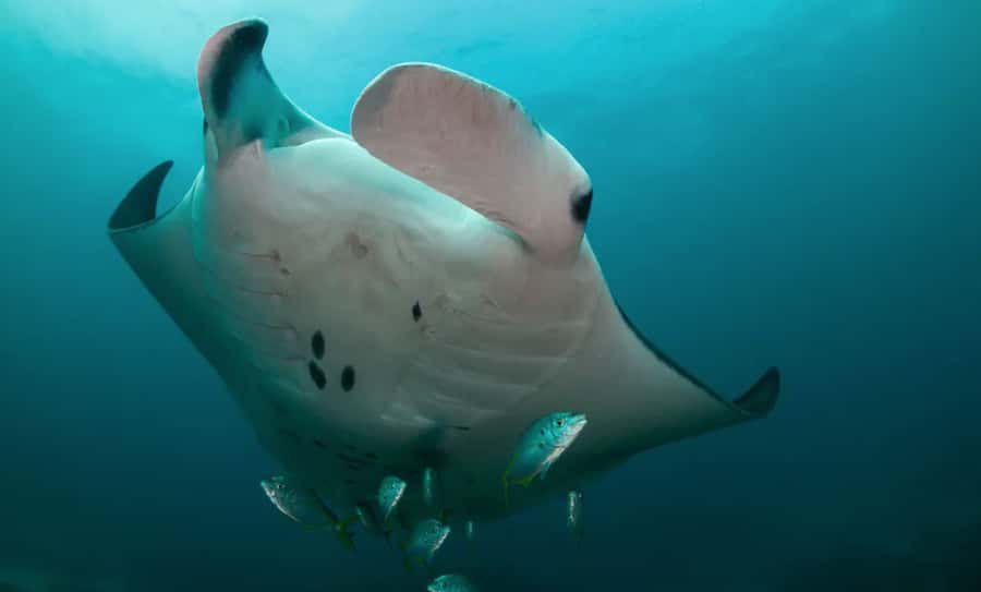 Byron Bay: Nguthungulli Julian Rocks Snorkeling Tour - The boat ride and launch from The Pass