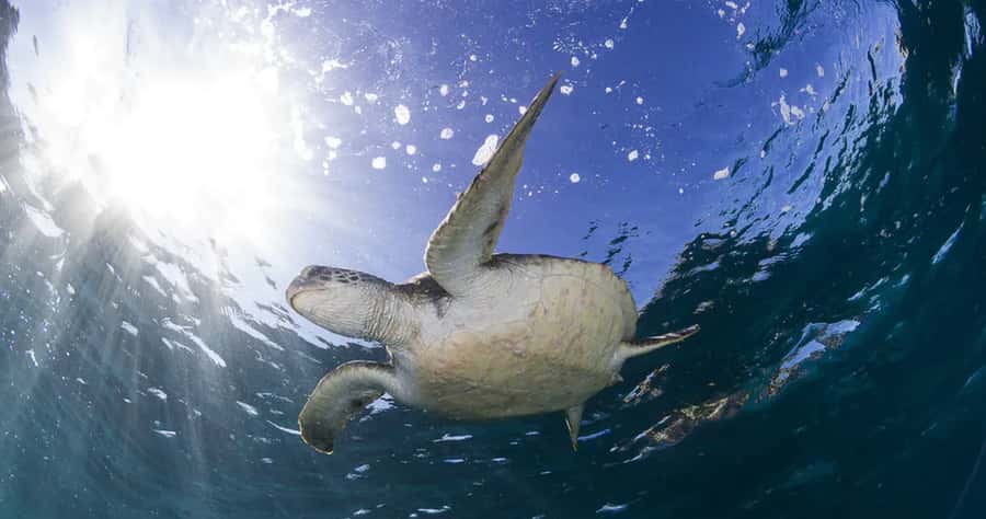 Byron Bay: Nguthungulli Julian Rocks Snorkeling Tour - Turtle School and citizen science