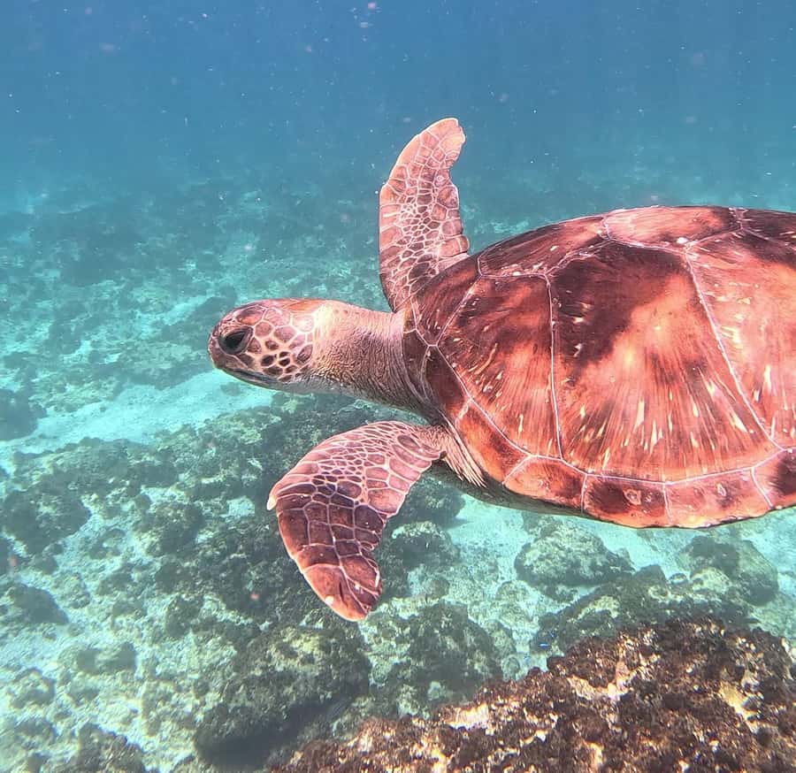 Byron Bay: Nguthungulli Julian Rocks Snorkeling Tour - Practical ways to make the morning easier