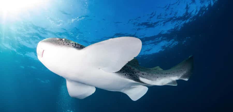 Byron Bay: Nguthungulli Julian Rocks Snorkeling Tour - From 5 Marvell Street to the water