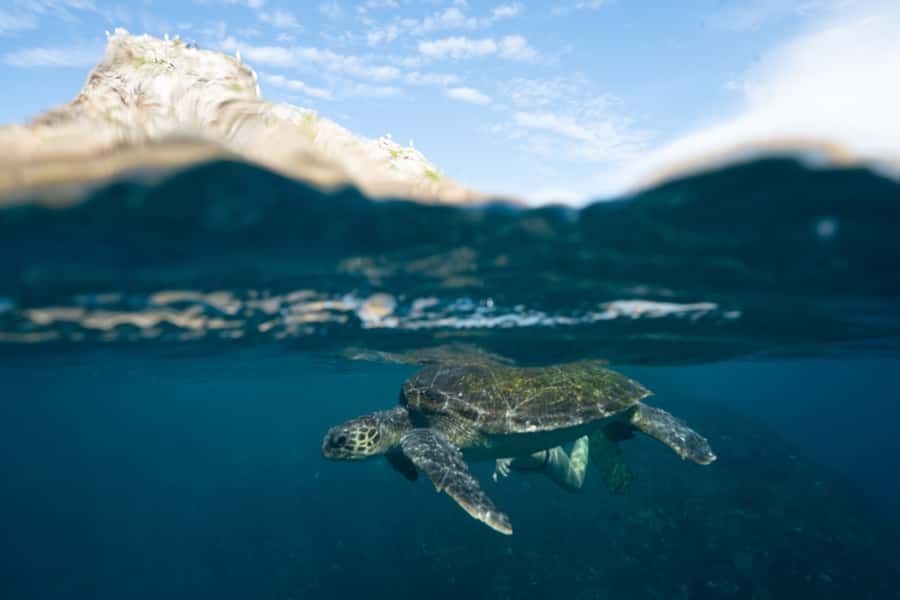 Byron Bay: Snorkeling Tour at Julian Rocks, Nguthungulli - Who will enjoy this most?