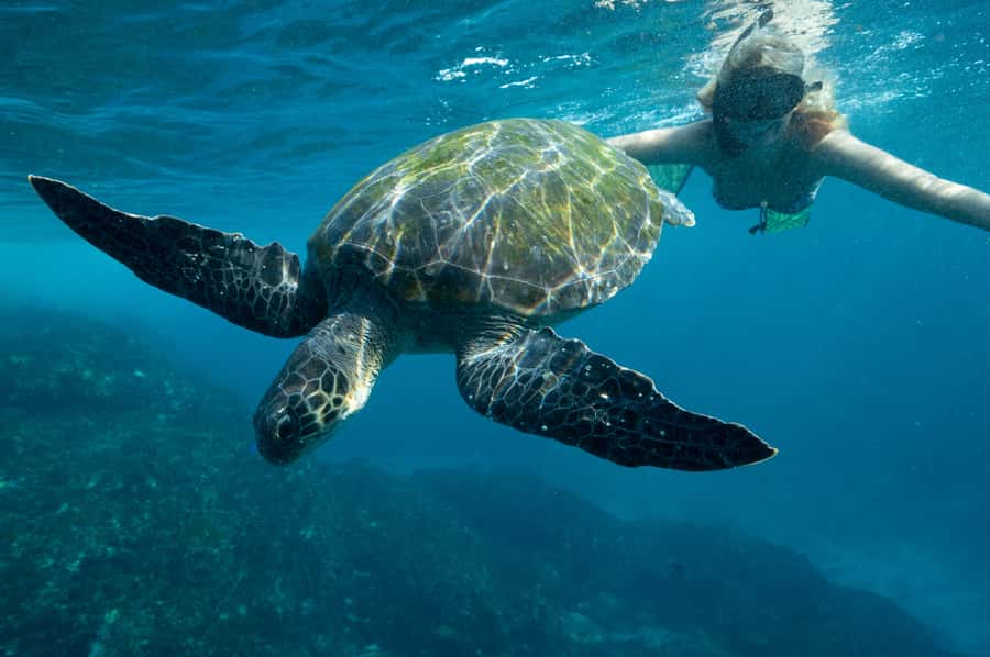Byron Bay: Snorkeling Tour at Julian Rocks, Nguthungulli - How the guides shape the experience