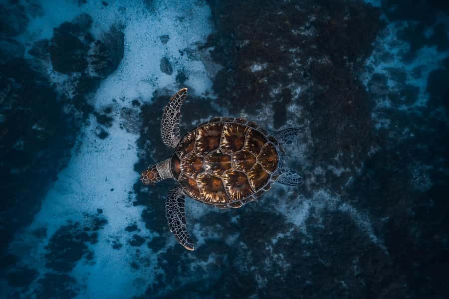 Byron Bay: Snorkeling Tour at Julian Rocks, Nguthungulli - From Brunswick Heads Marina to the open coast