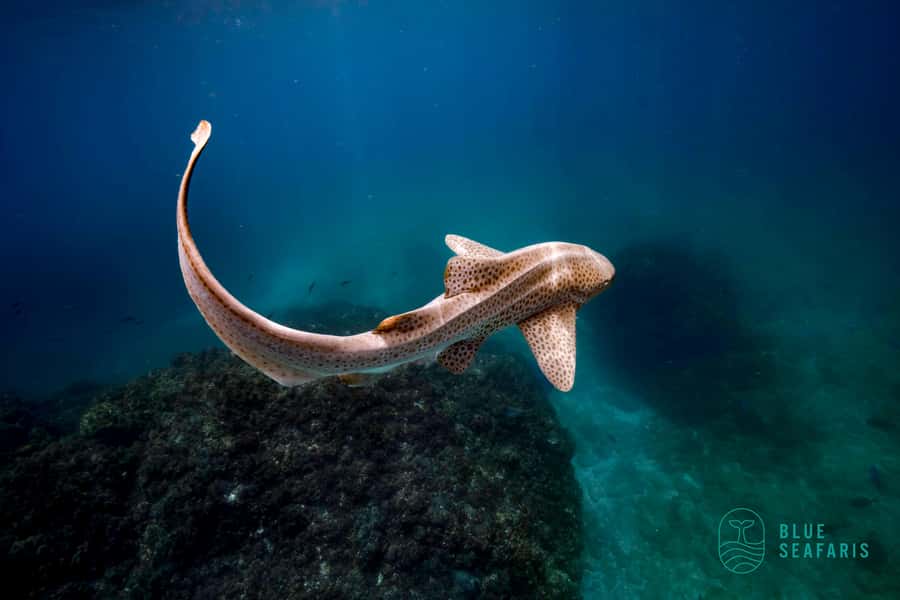 Byron Bay: Snorkelling Tour of Julian Rocks "Nuthungulli" - Should you book it?
