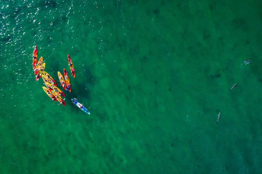 Byron Bay: The Byron Bay Sea Kayak Tour - Should you book the Byron Bay Sea Kayak Tour?