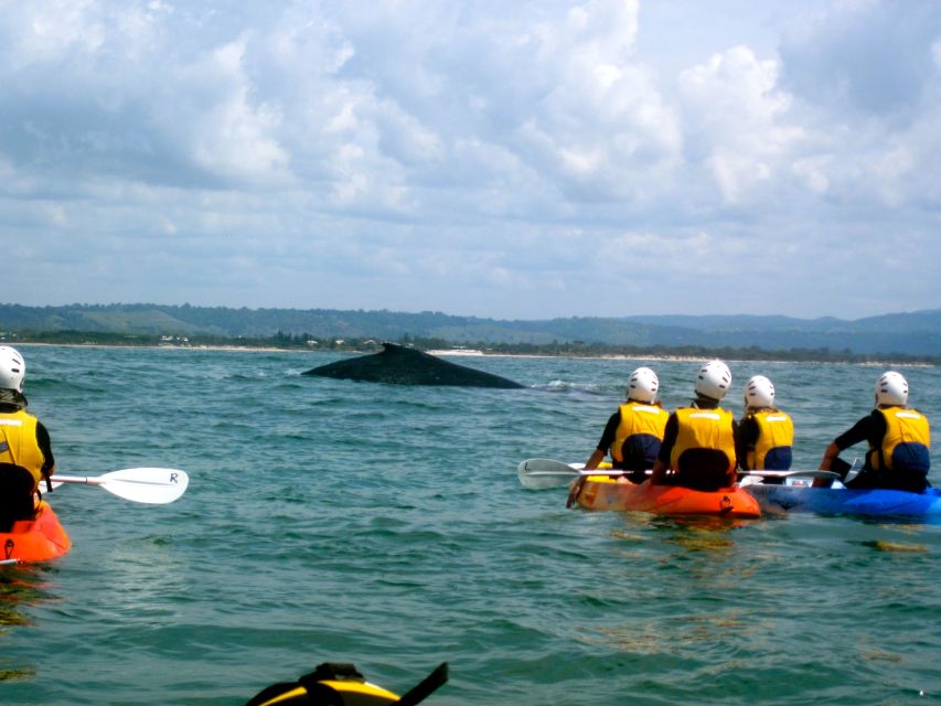 Byron Bay: The Byron Bay Sea Kayak Tour - Dolphins, turtles, whales, and the luck factor