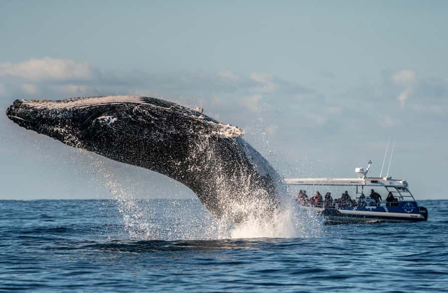 Byron Bay: Whale Watching Cruise with a Marine Biologist - Choosing the best time and preparing well