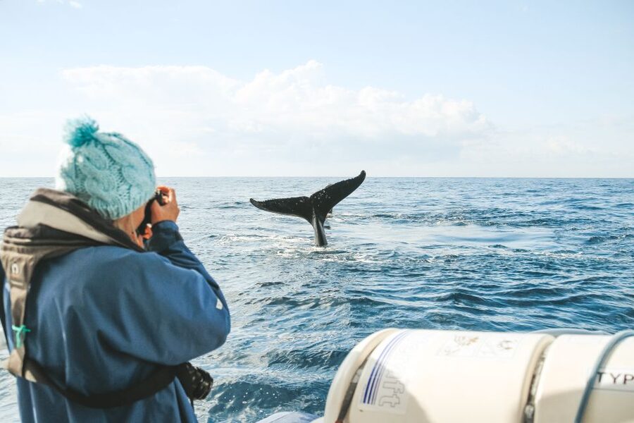 Byron Bay: Whale Watching Cruise with a Marine Biologist - Searching for humpbacks along the Ballina to Byron coast