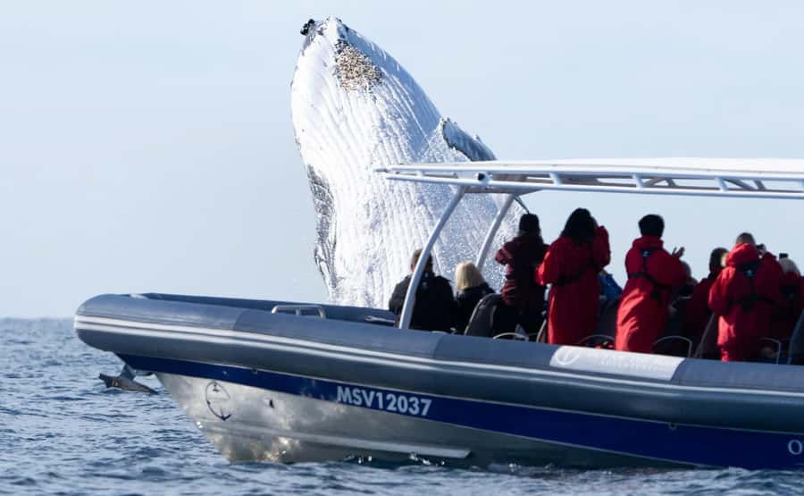 Byron Bay: Whale Watching Cruise with a Marine Biologist - What the marine biologist adds to the trip