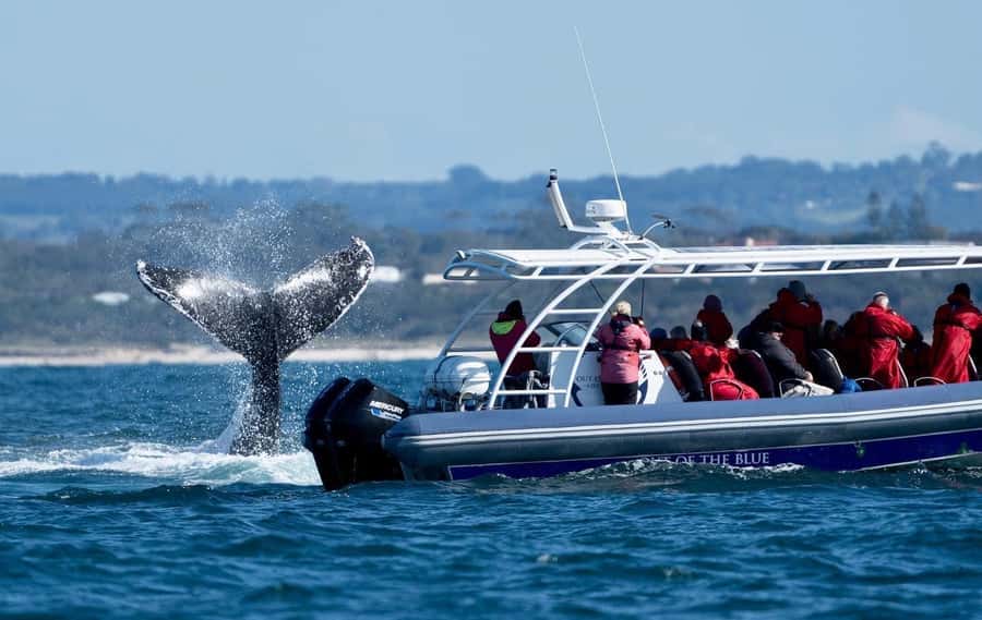 Byron Bay: Whale Watching Cruise with a Marine Biologist - Dolphins, turtles, and the coastline