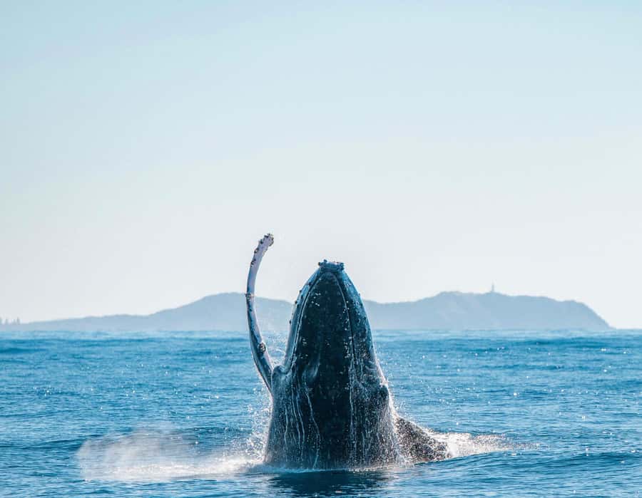 Byron Bay: Whale Watching Cruise with a Marine Biologist - Comfort, safety, and access